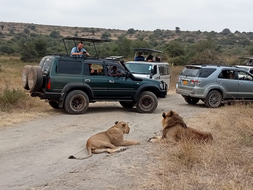 Safari wildlife